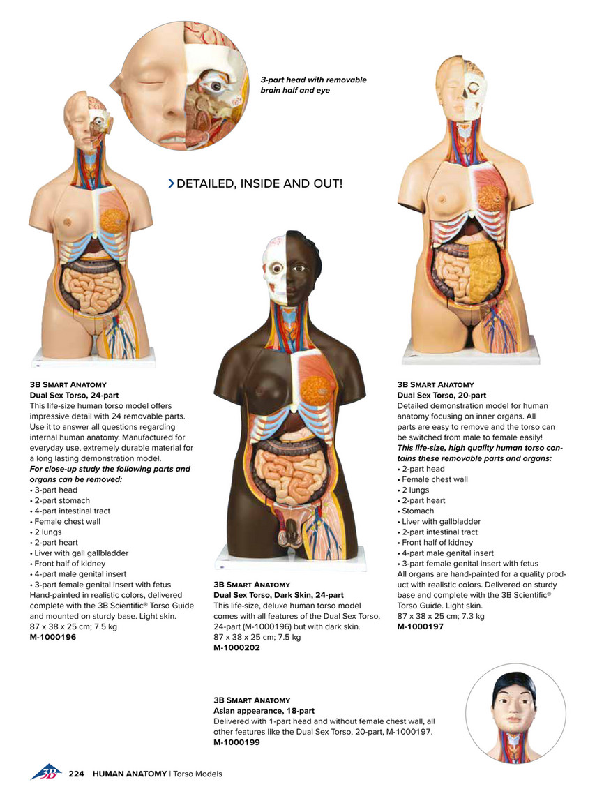 3B Scientific Medical Catalog English - Deluxe Dual Sex Human Torso Model  with Opened Back, 28 part - 3B Smart Anatomy