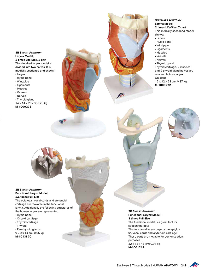 thyroid cartilage model