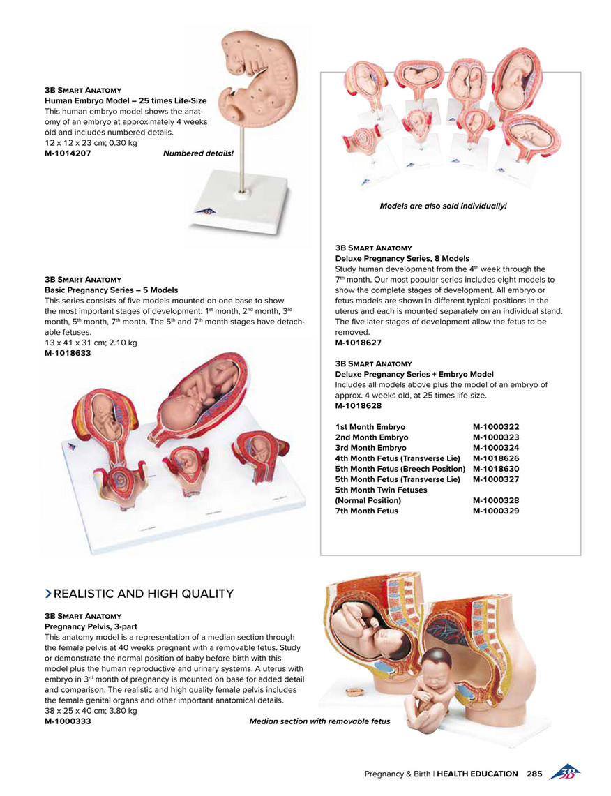 Medical Anatomical Fetus Development Model 8 Series High Quality