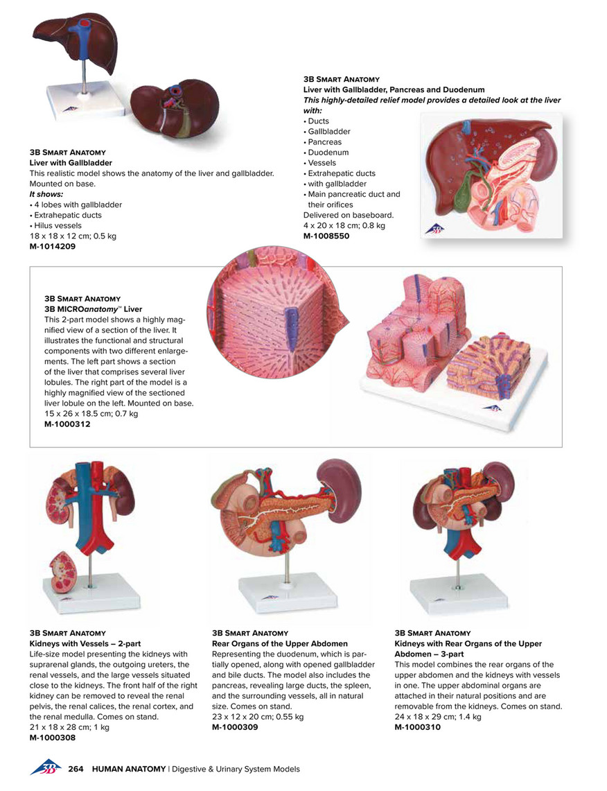 3B Scientific Medical Catalog English - Kidney Model with Adrenal Gland, 2  part - 3B Smart Anatomy