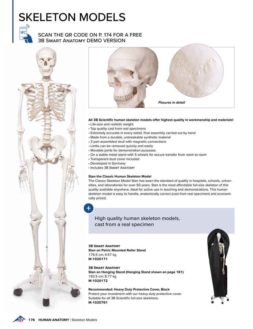 Squelette 3B Scientific Stan - Squelette anatomique - SISSEL Pro