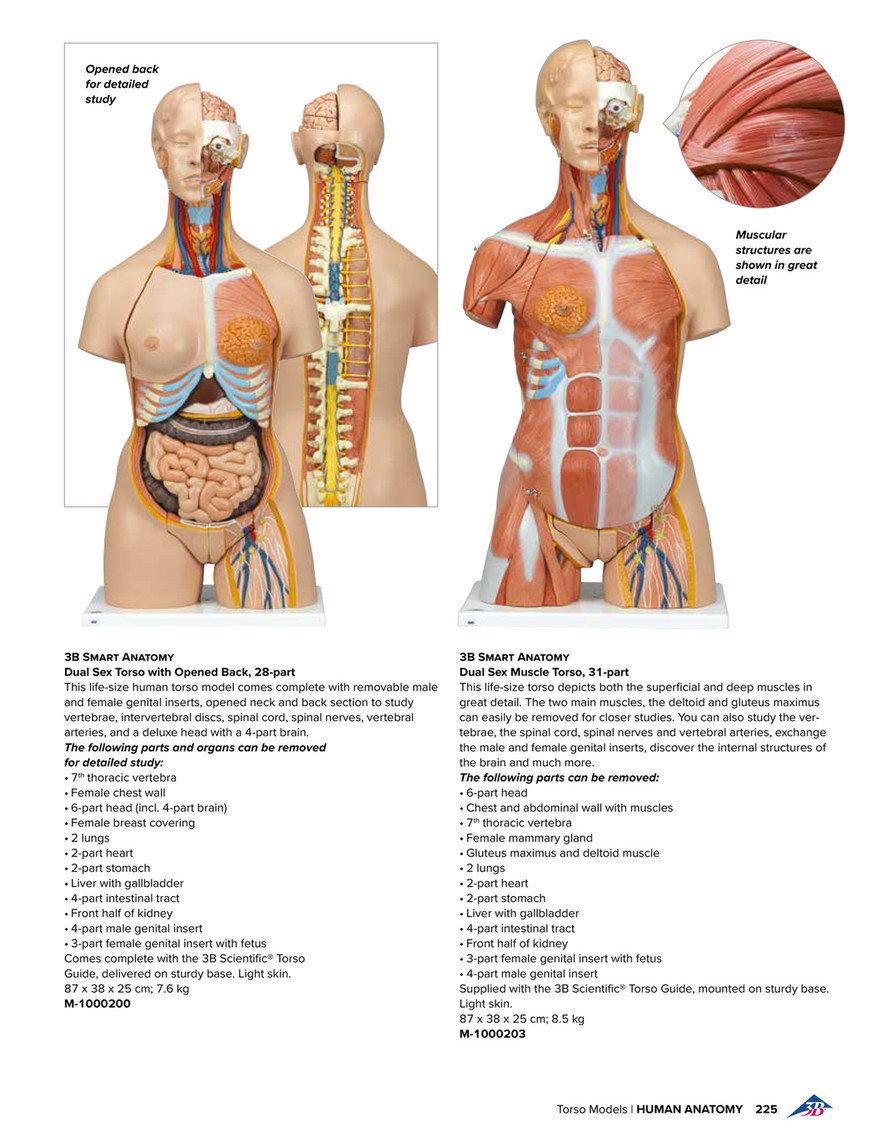 BEZAX Modelo de Torso Humano 85 cm Torso Humano Desmontable de 23 Partes de  Doble Sexo con Espalda Abierta Expone Capas musculares Anatomía del Cuerpo