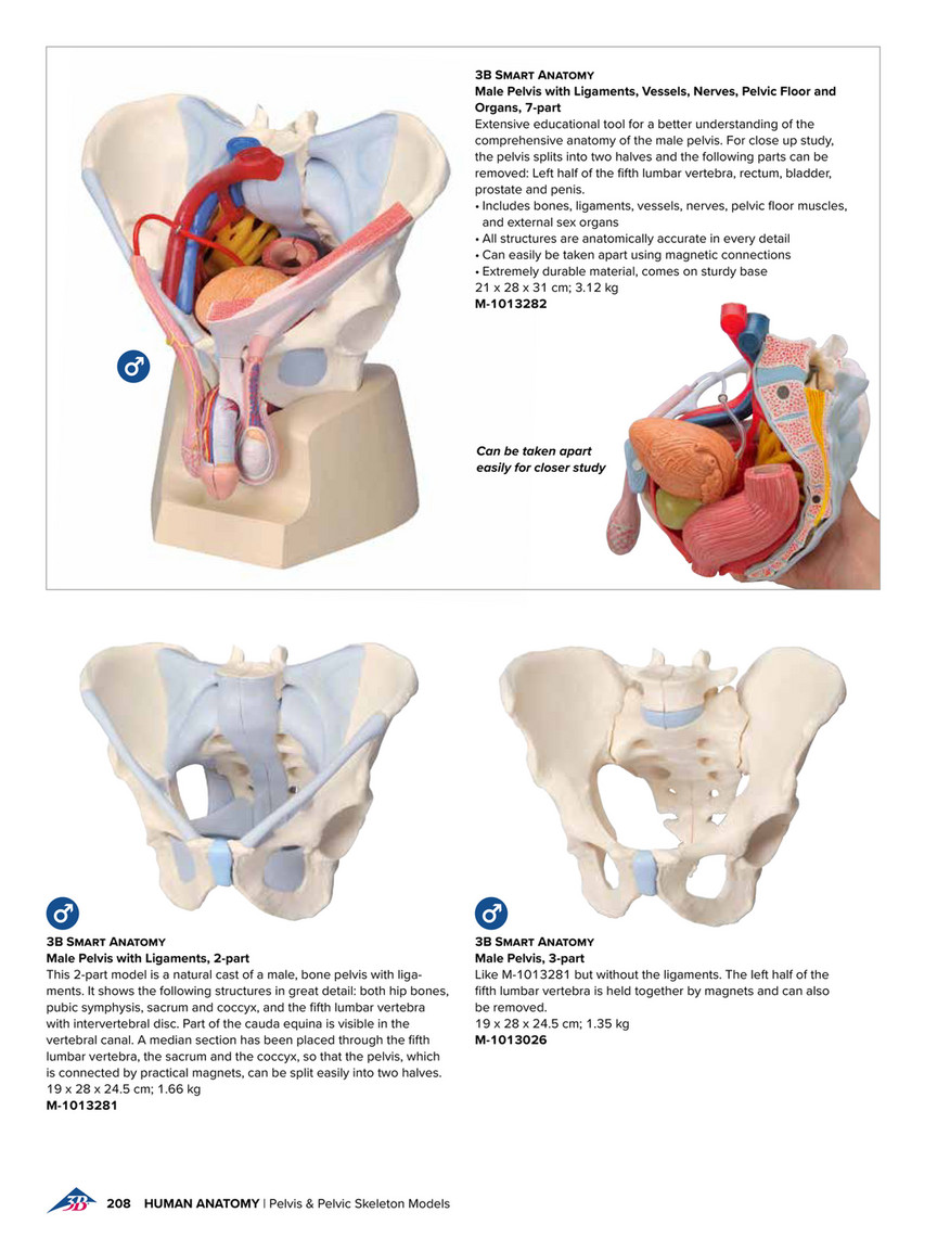 3B Scientific Medical Catalog English - Male Pelvis Model in Median  Section, 2 part - 3B Smart Anatomy