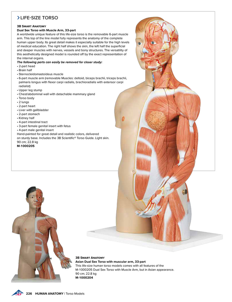 BEZAX Modelo de Torso Humano 85 cm Torso Humano Desmontable de 23 Partes de  Doble Sexo con Espalda Abierta Expone Capas musculares Anatomía del Cuerpo