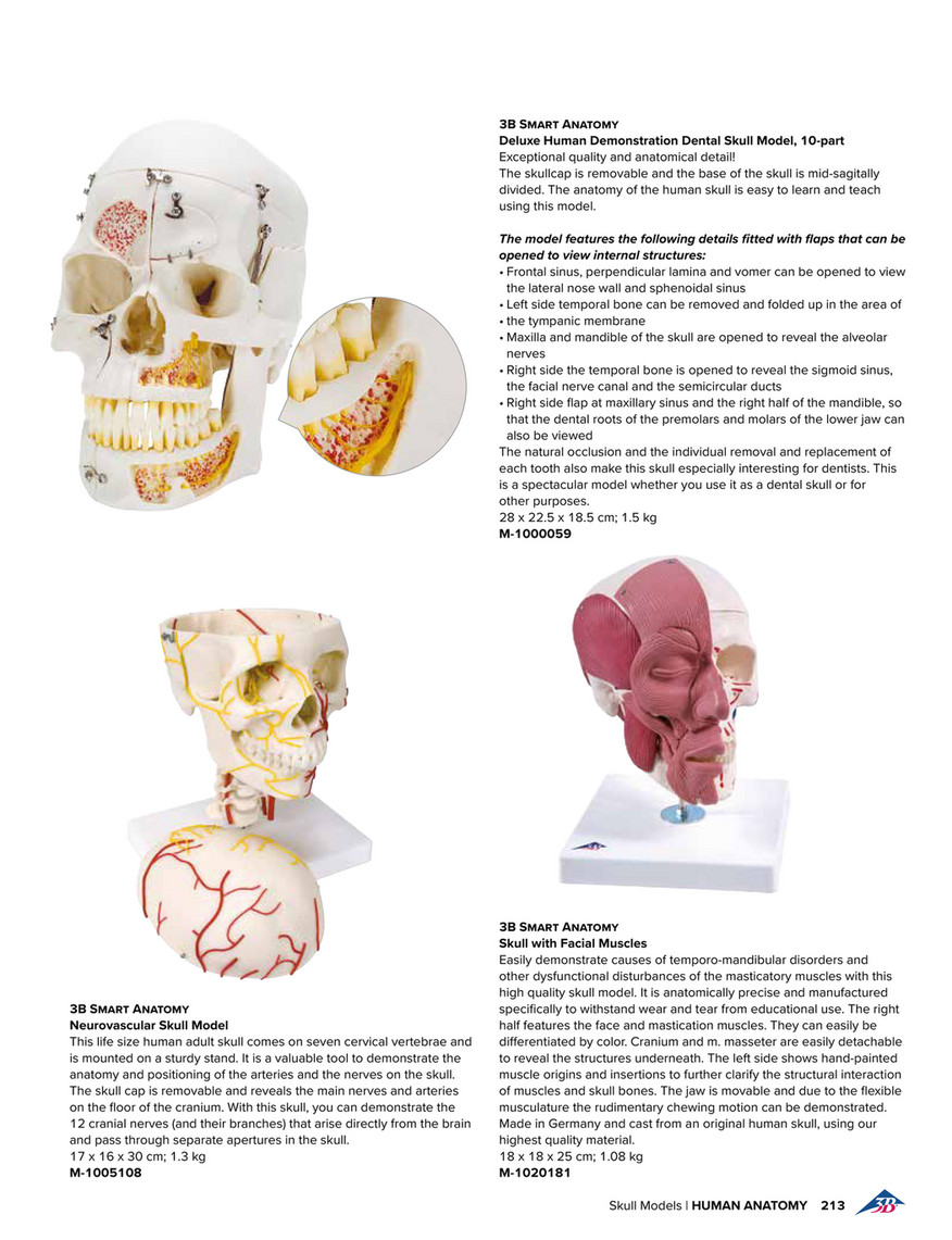 最終値下げ 4D Model Human Skull