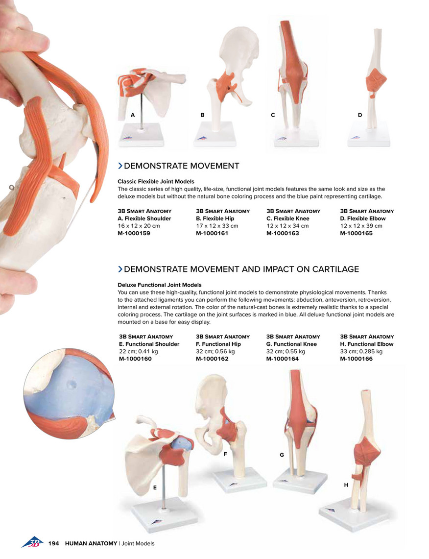 3B Anatomical Model - Deluxe Functional Human Shoulder Joint, Physiological Movable