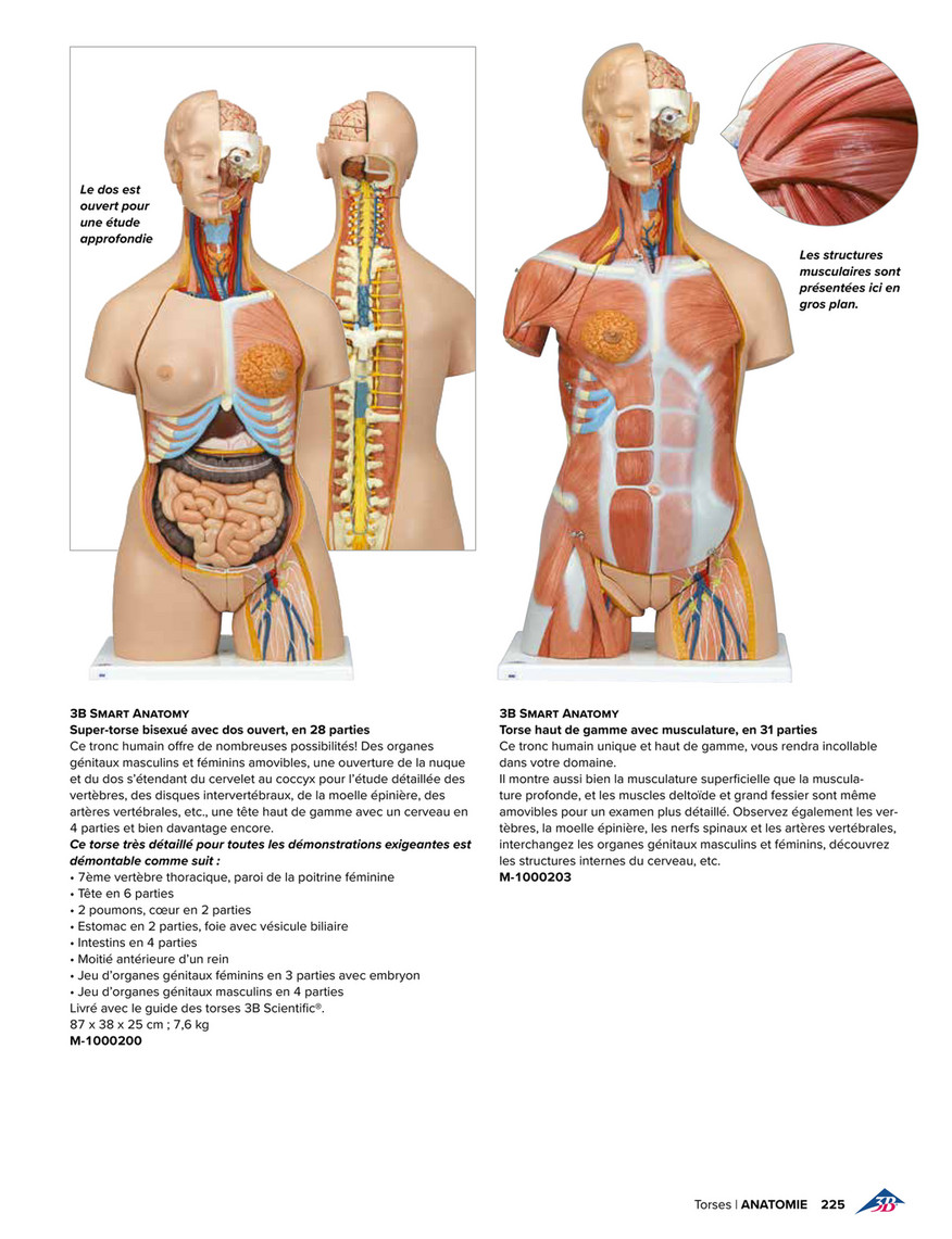 Anatomy model -  France