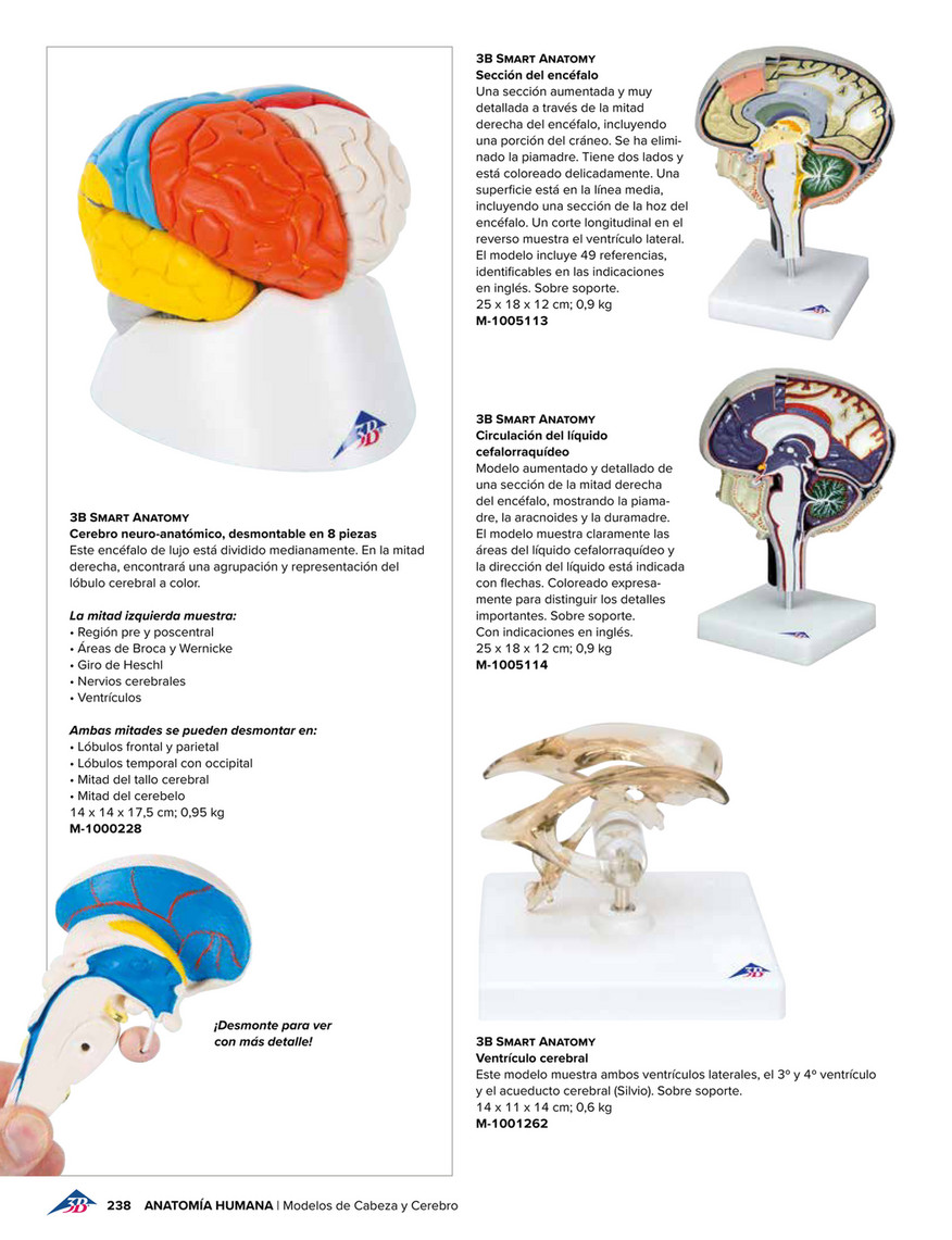 3B Scientific - 3B Scientific Educación Médica - Spanish - Brain Section  Model with Medial and Sagittal Cuts