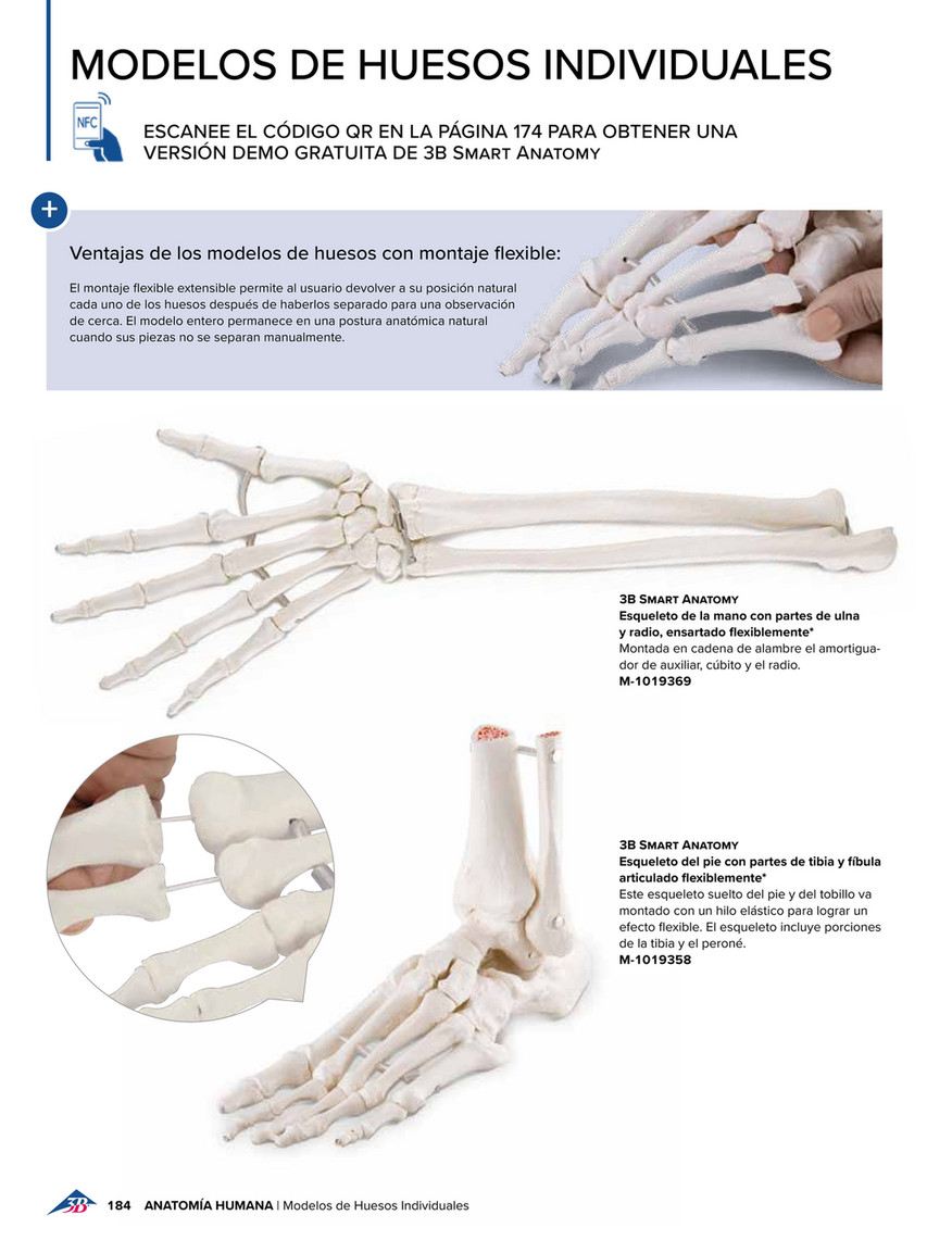 3B Scientific - 3B Scientific Educación Médica - Spanish