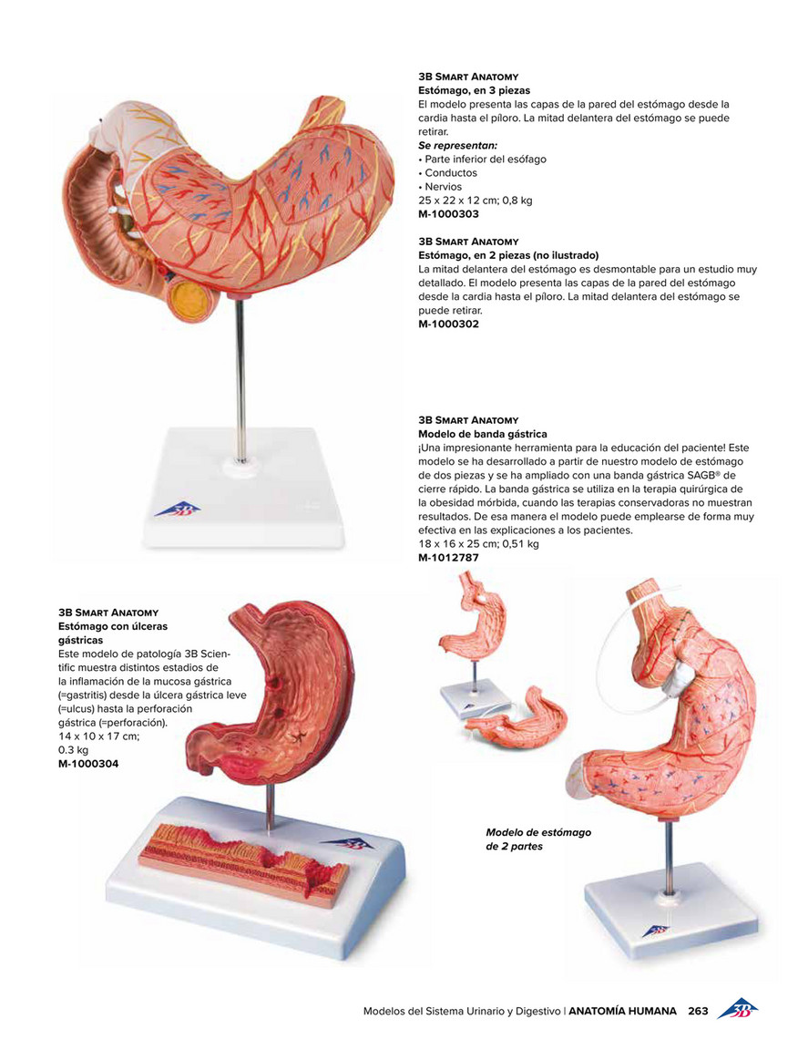 3B Scientific - 3B Scientific Educación Médica - Spanish