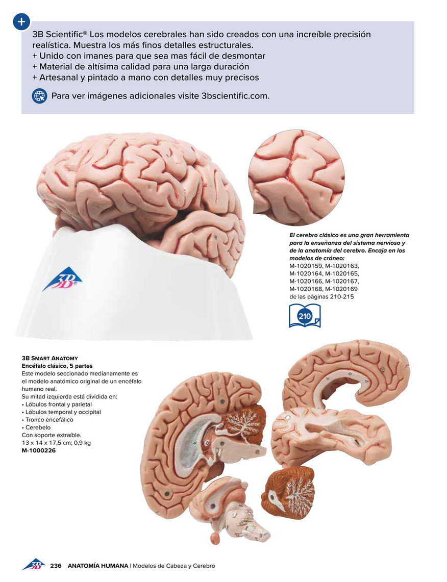 3B Scientific - 3B Scientific Educación Médica - Spanish - Giant  Functional-Center Brain, 4 part