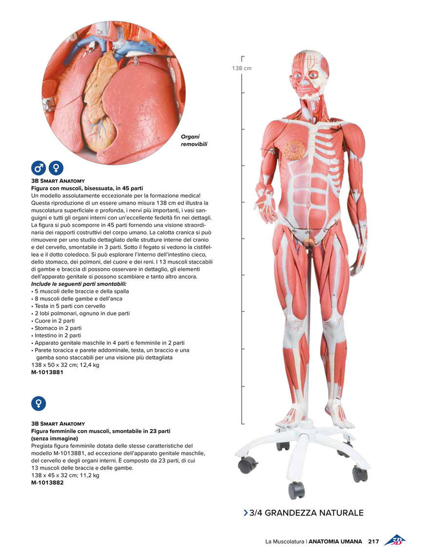 Modello di anatomia umana con diversi sistemi