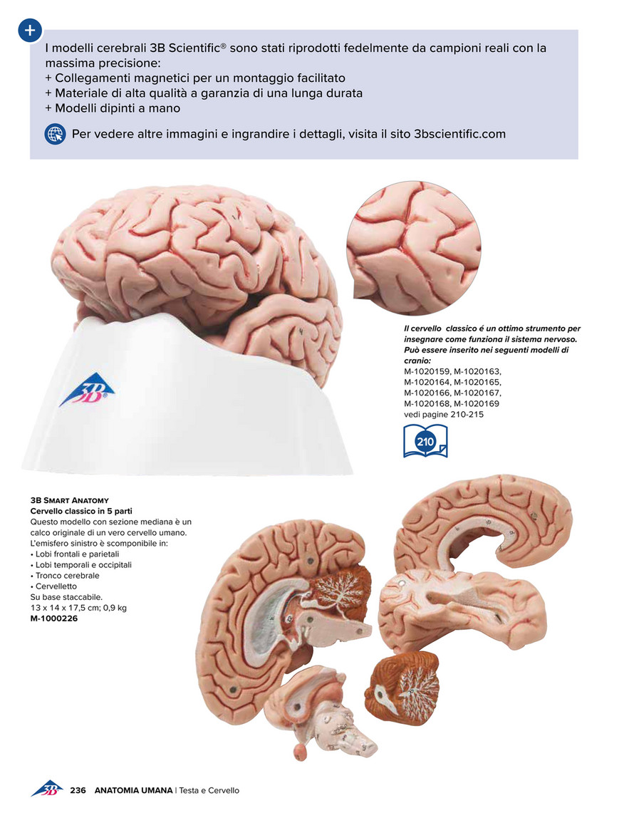 3B Scientific - 3B Scientific Medicina 2020 - Italian - Head and Neck  Musculature Model, 5 part - 3B Smart Anatomy