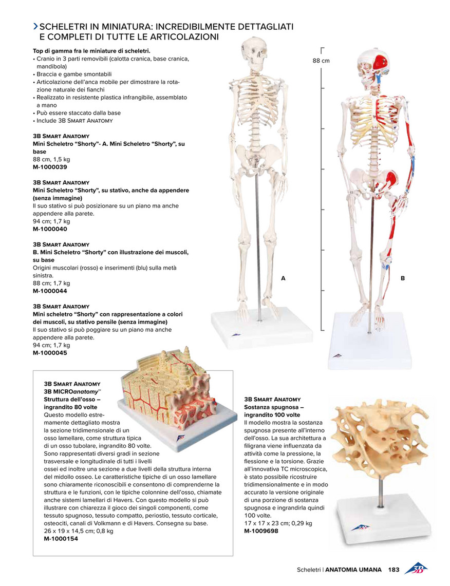 3B Scientific - 3B Scientific Medicina 2020 - Italian - Disarticulated Half  Human Skeleton Model, Wire Mounted Hand & Foot - 3B Smart Anatomy