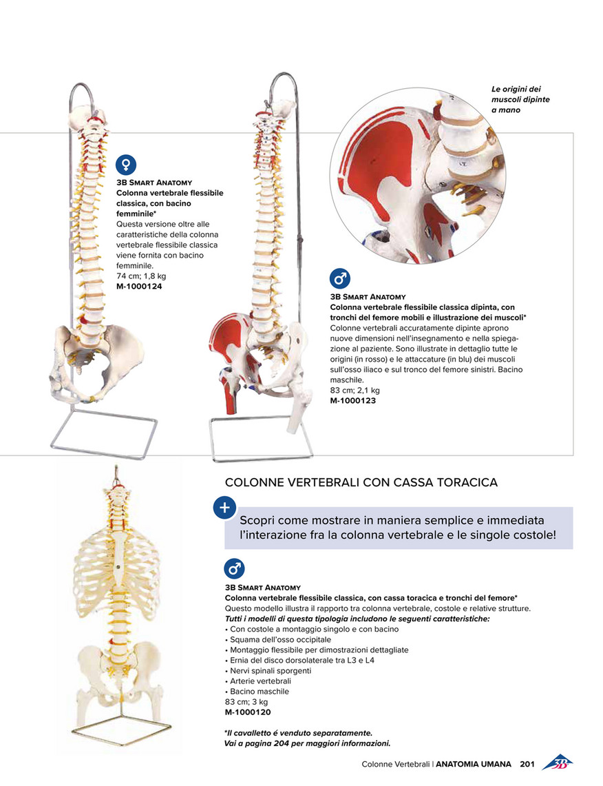 colonna vertebrale e costole