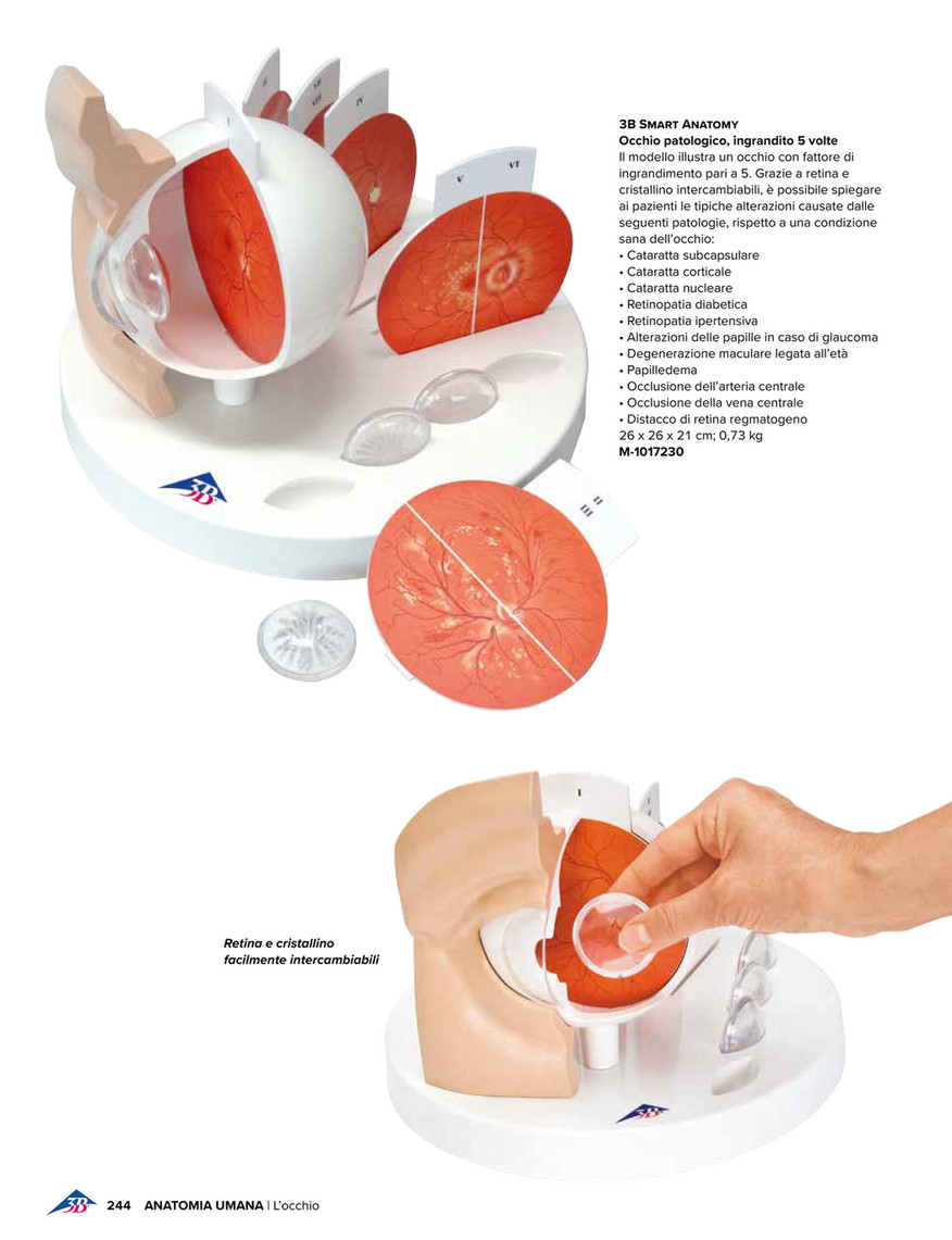 3B Scientific - 3B Scientific Medicina 2020 - Italian - Organ of