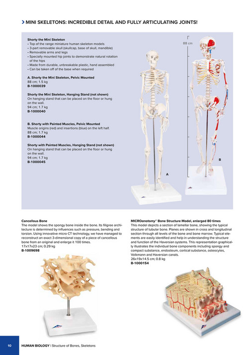 Base Map Skeleton 3B Scientific - 3B Scientific Natural Sciences Catalog - English - Page ...