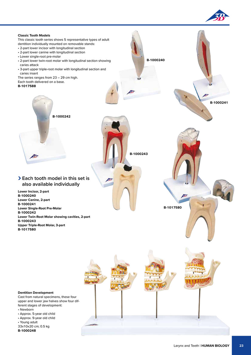 3B Scientific - 3B Scientific Natural Sciences Catalog - English - Human  Tooth Models Set 