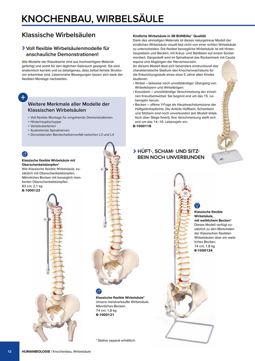 Schienbein Knochen Modell - 3B Smart Anatomy - 1019363 - A35/3 - Fuß- und  Beinskelett Modelle - 3B Scientific
