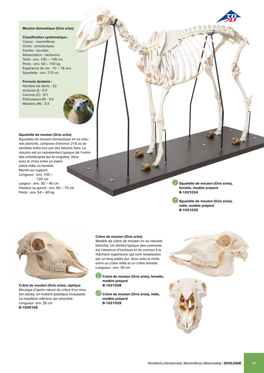 DENTS Mouton サイズサイズM GLORYGUY & Cachette｜Cachette MEN'S