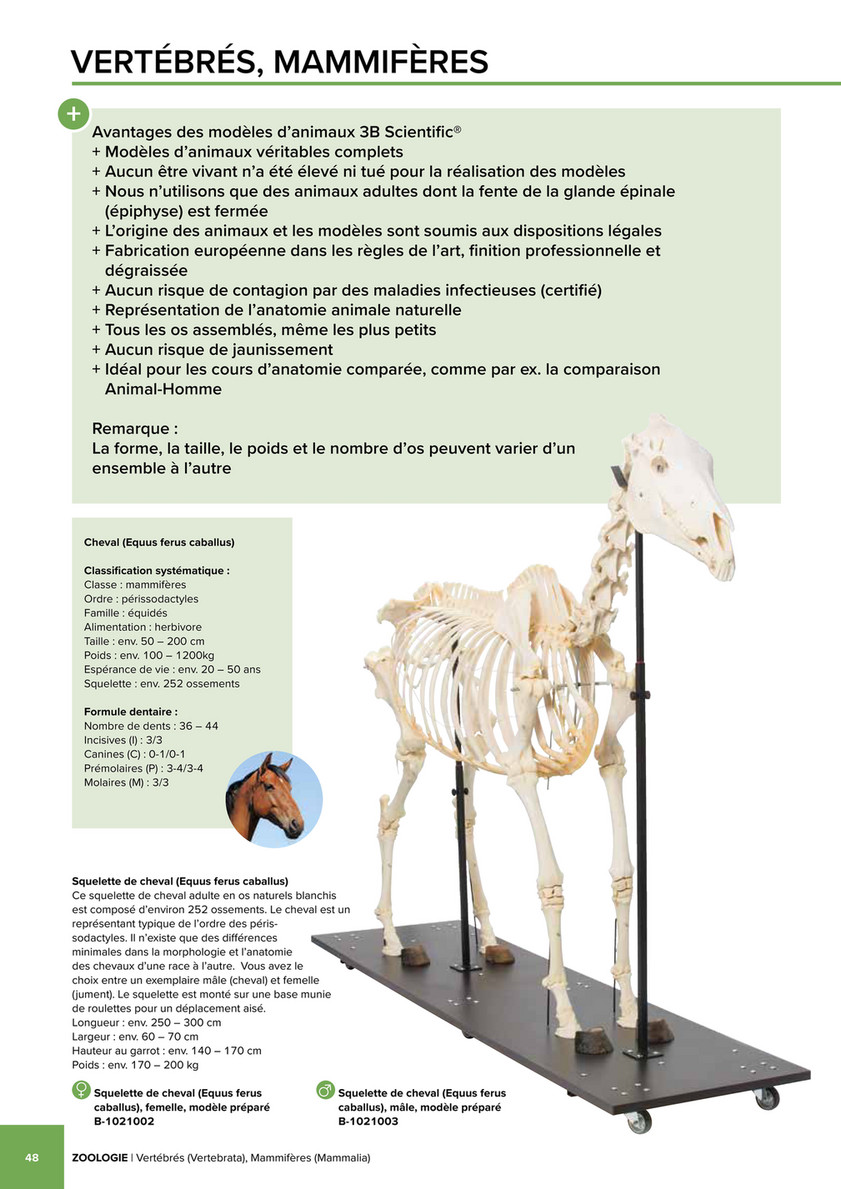 3B Scientific - 3B Scientific Natural Sciences Catalog - French - Crâne de  mouton (Ovis aries), mâle, modèle prêparê