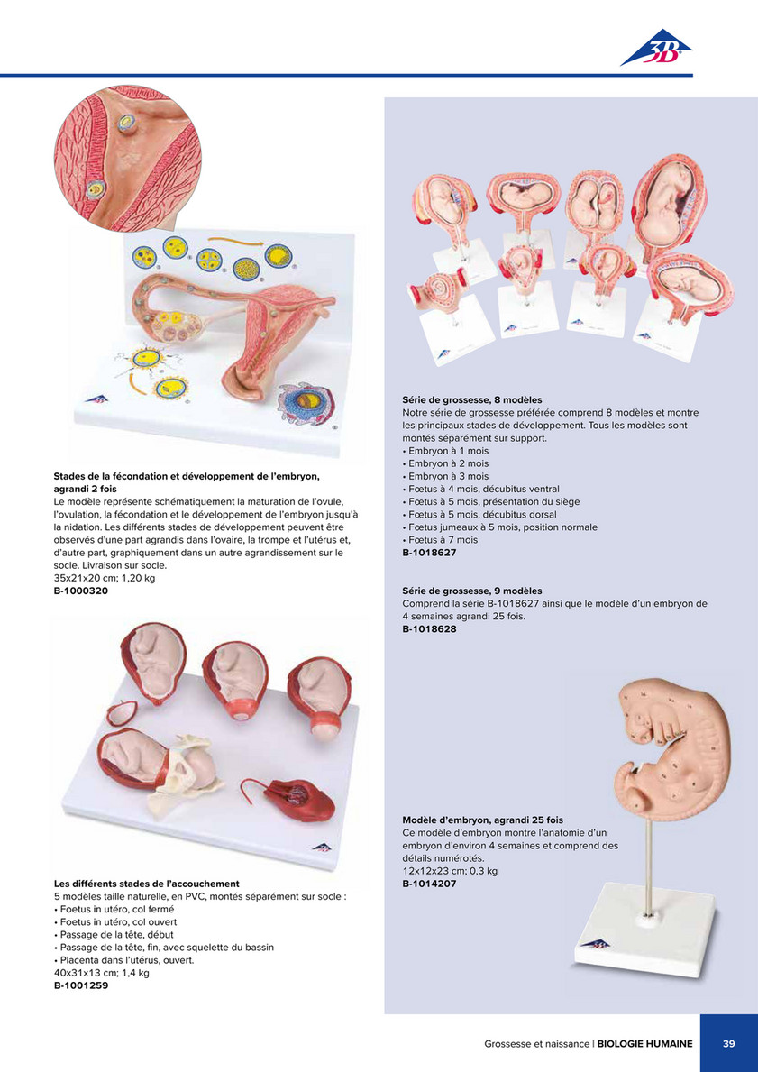 3B Scientific - 3B Scientific Natural Sciences Catalog - French - Les  différents stades de l'accouchement - 3B Smart Anatomy
