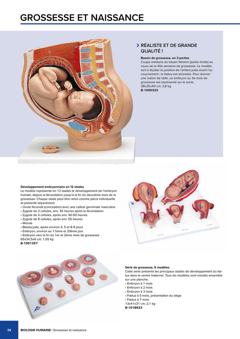Modèle anatomique d'accouchement - 53953 - Health Edco