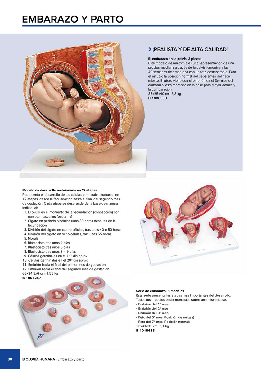Bassin de grossesse, en 3 parties - 3B Smart Anatomy - 1000333