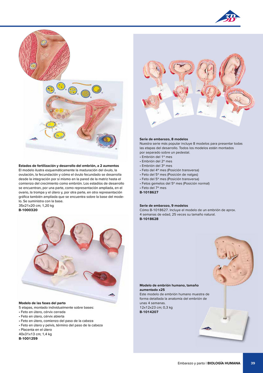 Bassin de grossesse, en 3 parties - 3B Smart Anatomy - 1000333