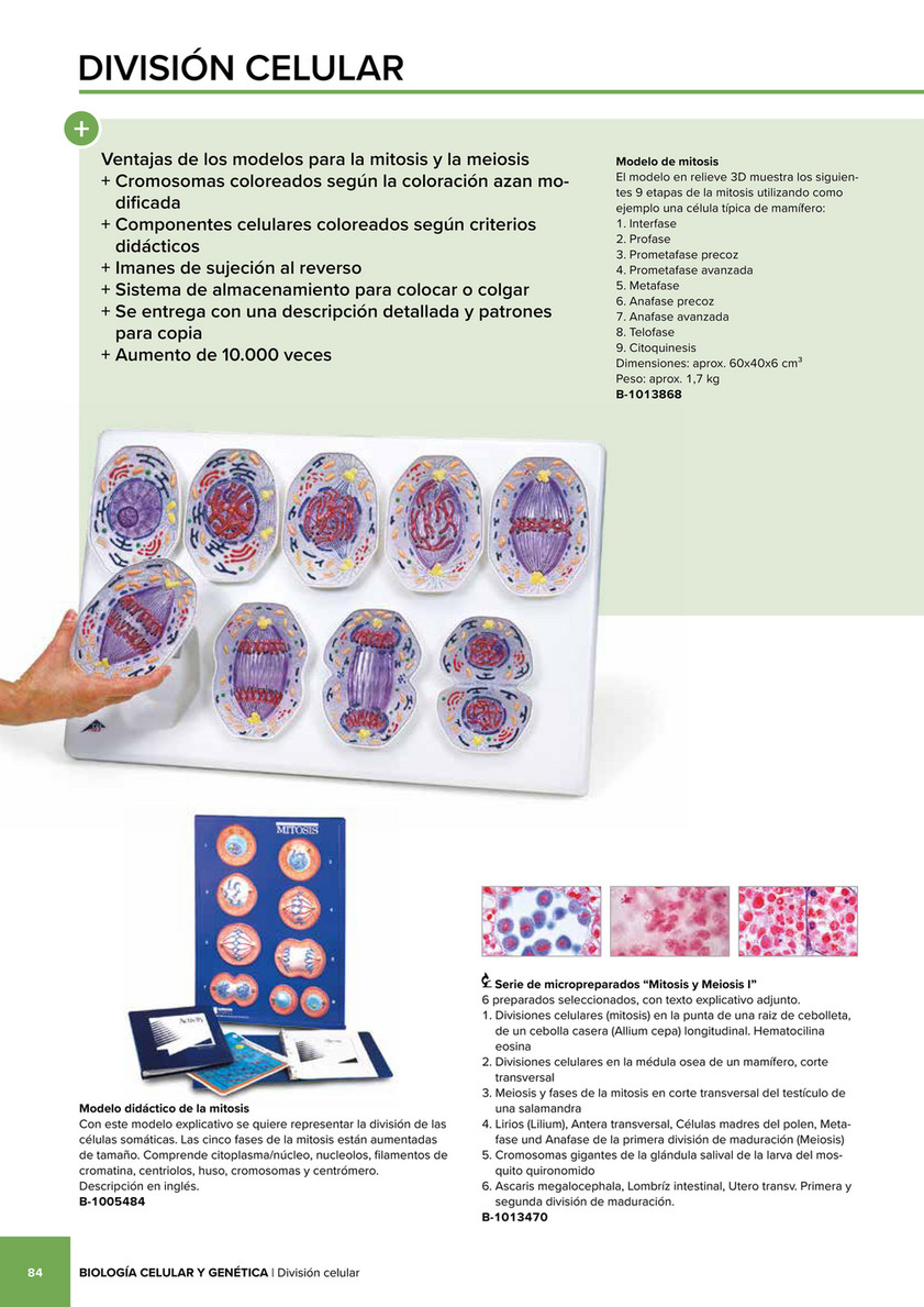 3B Scientific - 3B Scientific Natural Sciences Catalog - Spanish - Modelo  de meiosis