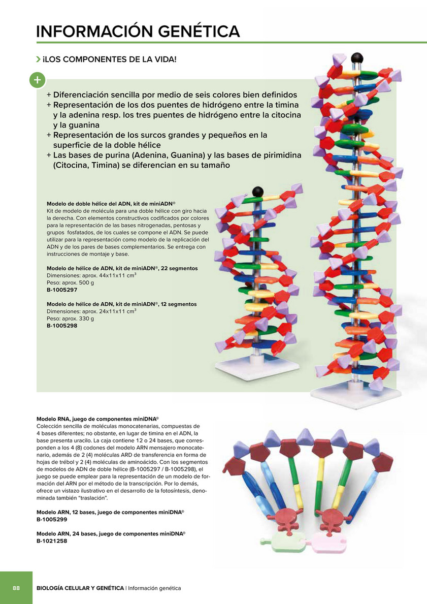3B Scientific - 3B Scientific Natural Sciences Catalog - Spanish - Modelo  de hêlice de ADN, kit de miniADN®, 22 segmentos