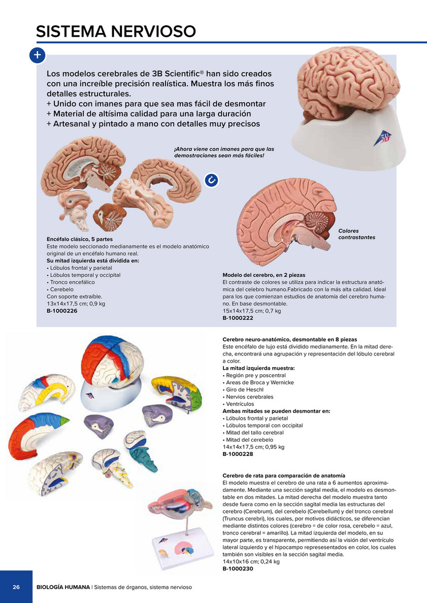 3B Scientific - 3B Scientific Natural Sciences Catalog - Spanish - Encéfalo  clásico, 5 partes - 3B Smart Anatomy
