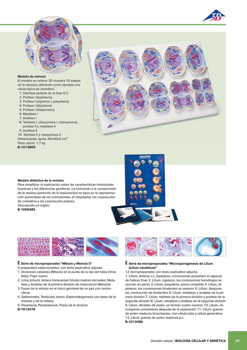 3B Scientific - 3B Scientific Natural Sciences Catalog - Spanish - Modelo  de meiosis