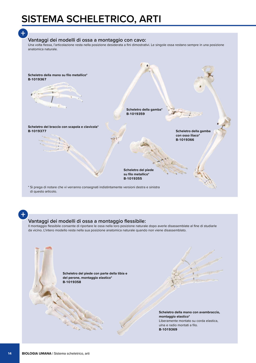 Scheletro umano banner anatomico medico 3d ossa realistiche degli arti o  del tronco del cranio con colonna vertebrale e costole vista frontale del  sistema scheletrico modello educativo scientifico dettagliato vettoriale
