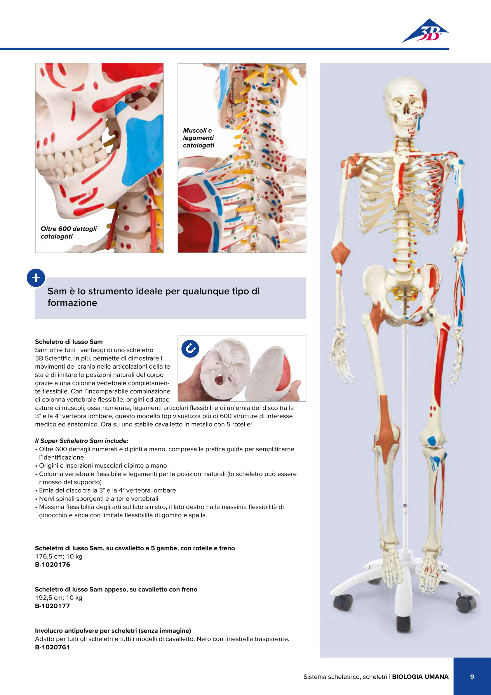 3B Scientific - 3B Scientific Natural Sciences Catalog - Italian - Circolazione  sanguigna - 3B Smart Anatomy