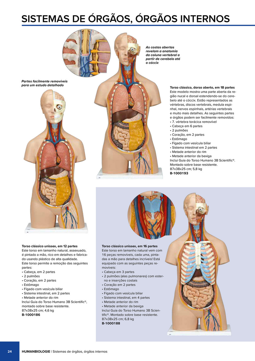 2 - Esboço - Corpo Humano (Masculino) 