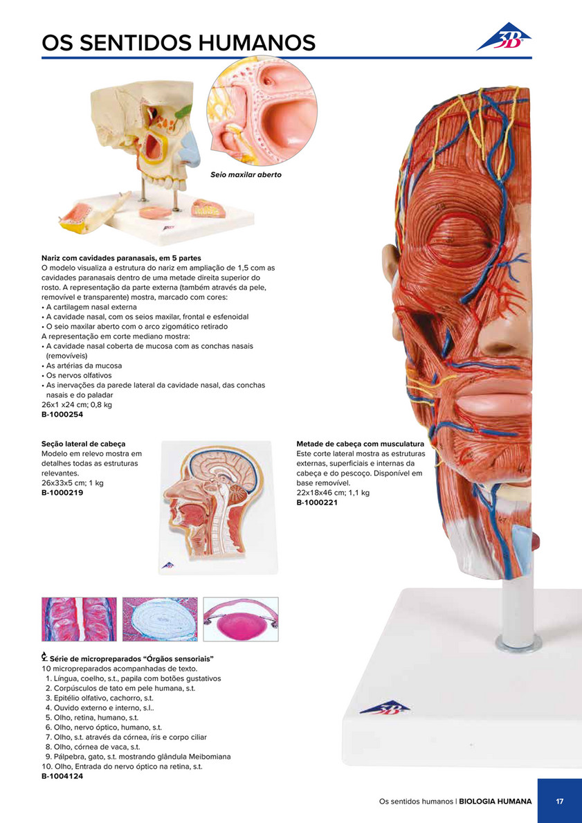 3B Scientific - 3B Scientific Natural Sciences Catalog - Portuguese -  Metade de Cabeça com musculatura