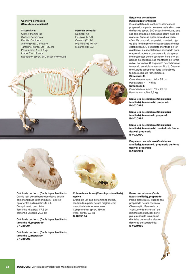 Cranio Gorilla Maschile 3B Scientific - Replica Anatomica, 26x16.5x19.5cm