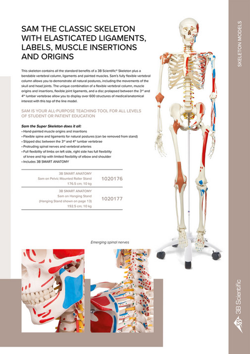 3B Scientific - 3B Scientific Anatomy Catalog English - light and dark ...
