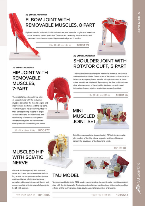 Knee Training Model 4-Stage Osteo Knee Model Set
