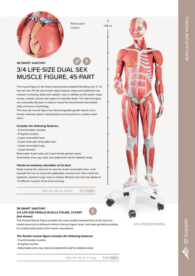 3B Scientific - 3B Scientific Anatomy Catalog English - light and