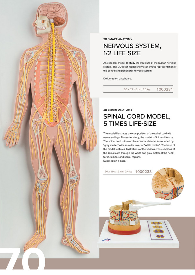 3B Scientific - 3B Scientific Anatomy Catalog English - light and